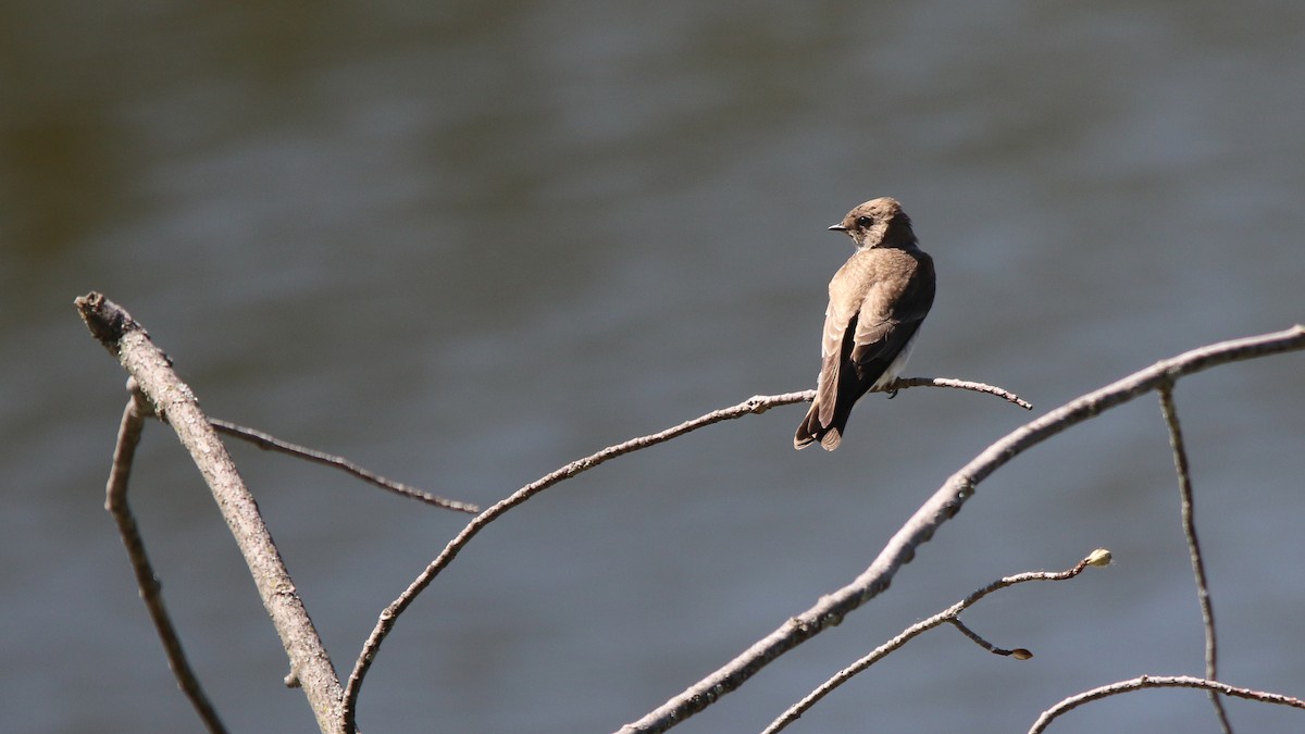 Northern Rough-winged Swallow - ML243399141