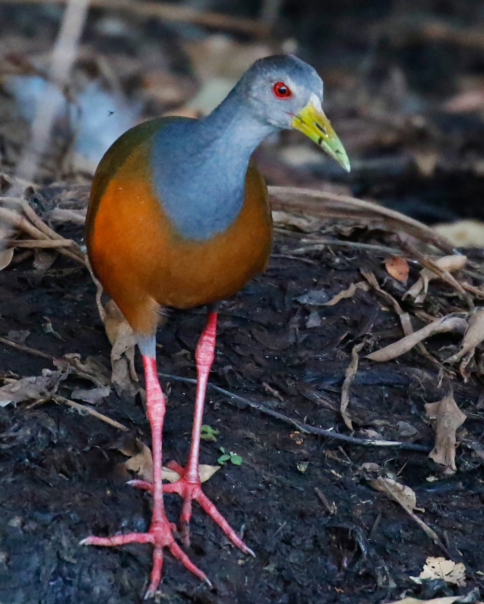 Gray-cowled Wood-Rail - ML243400071