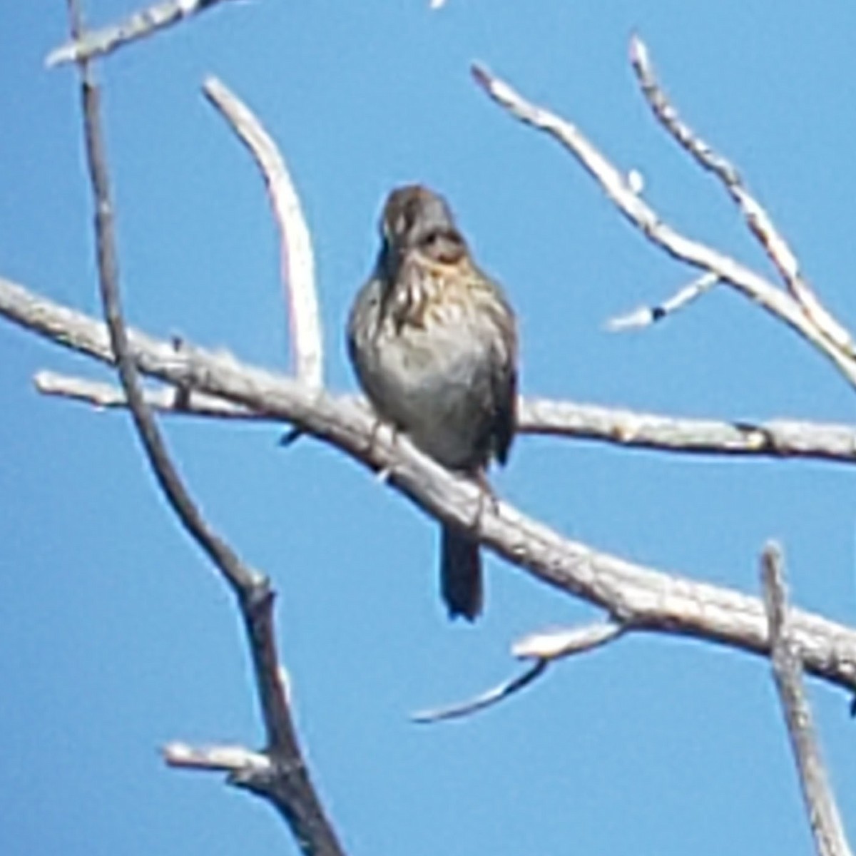 Lincoln's Sparrow - ML243400861