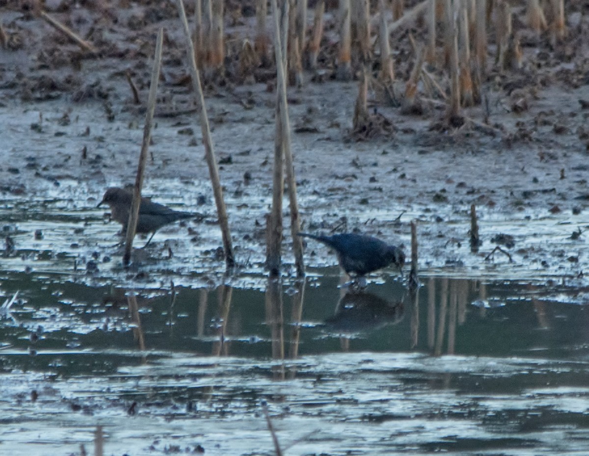 Rusty Blackbird - ML24340391