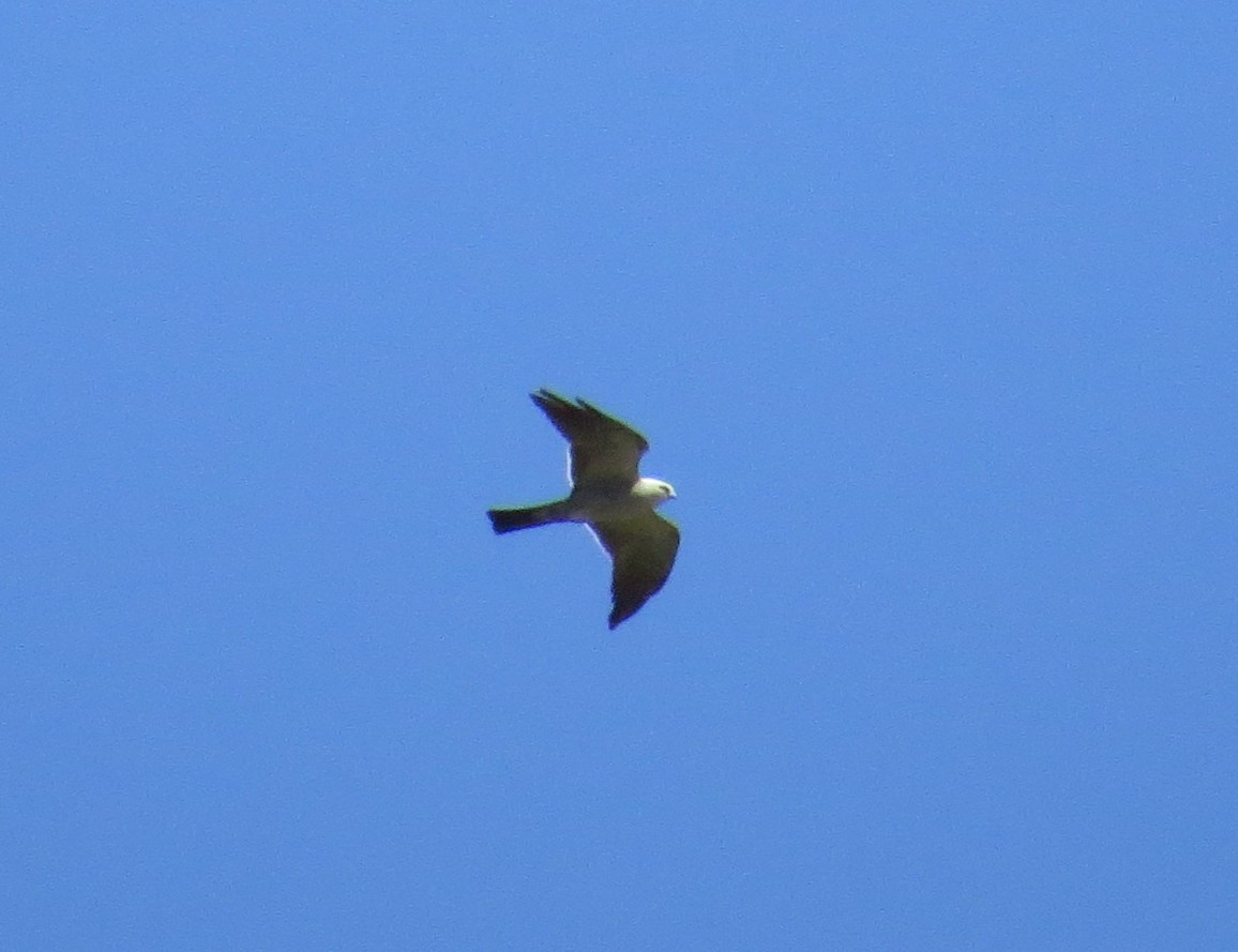 Mississippi Kite - ML243404001