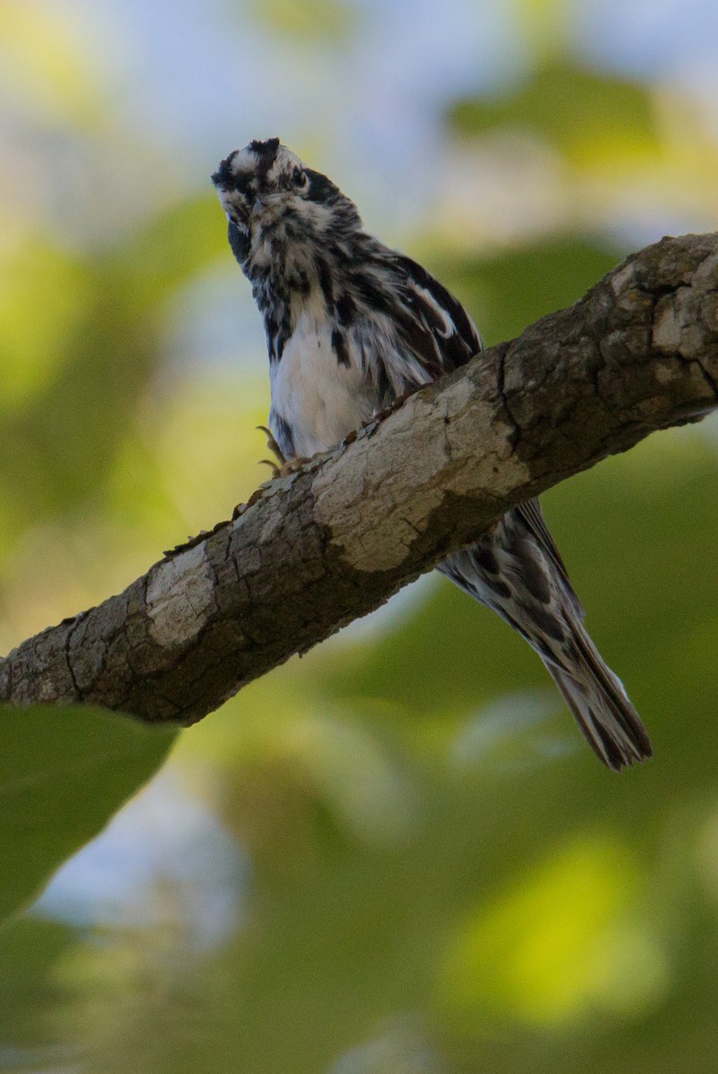 Black-and-white Warbler - ML243404221