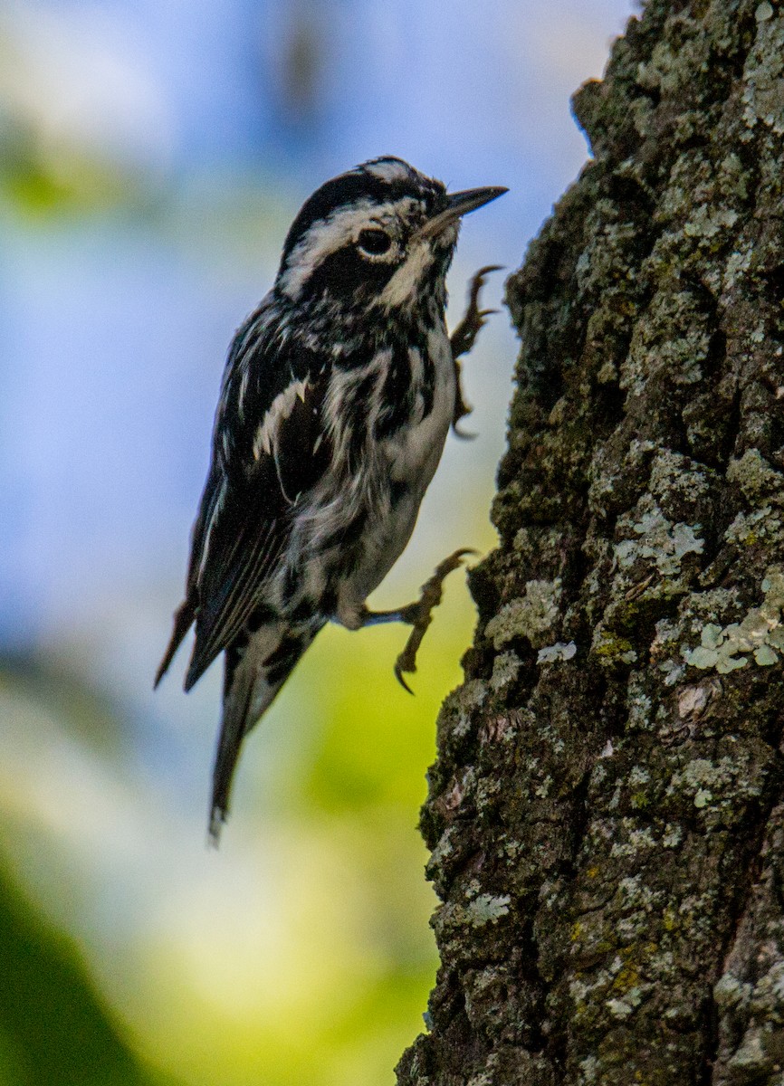 Black-and-white Warbler - ML243405131