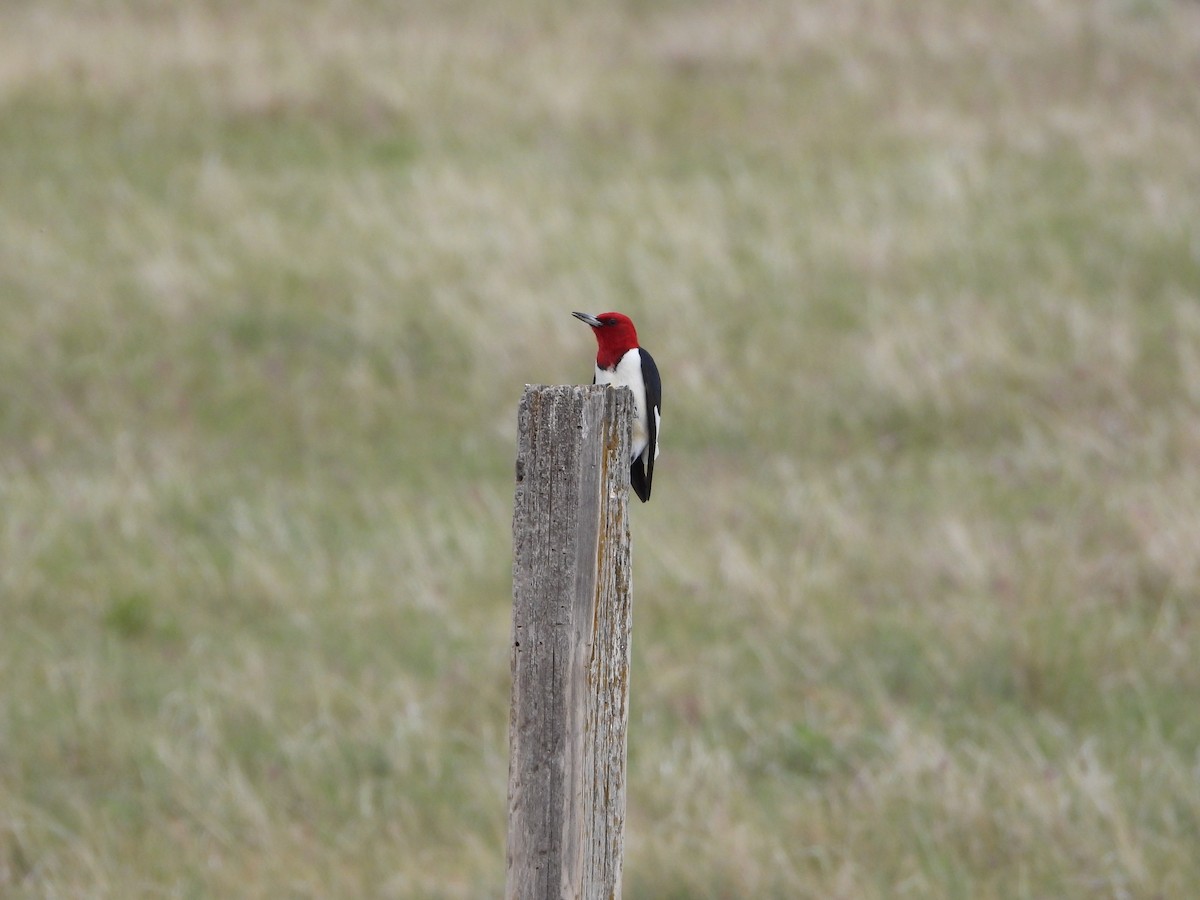 Red-headed Woodpecker - ML243405621