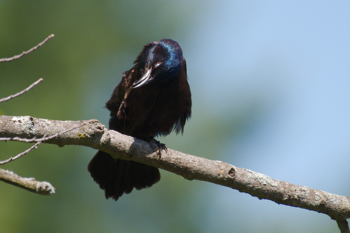 Common Grackle - ML243406801