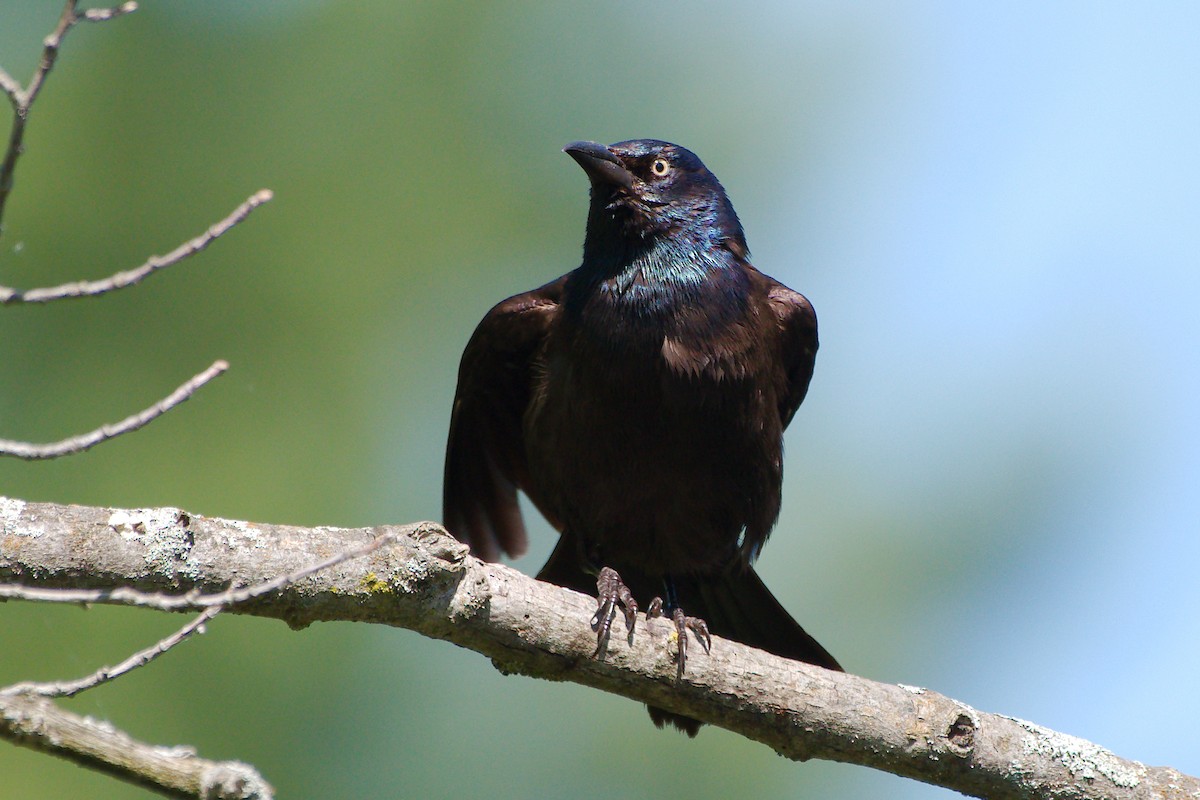 Common Grackle - ML243407021