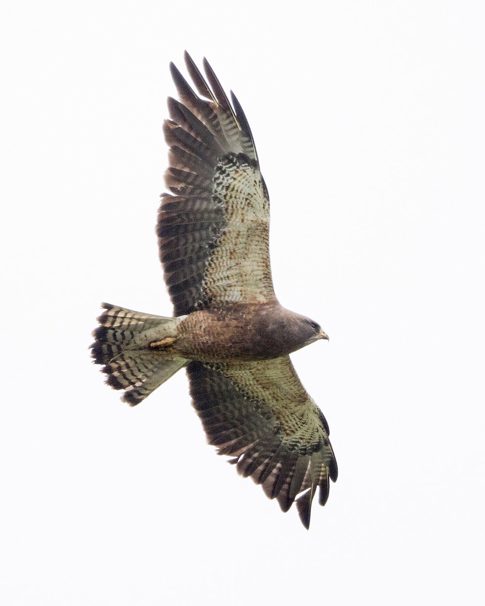 Swainson's Hawk - ML243408211