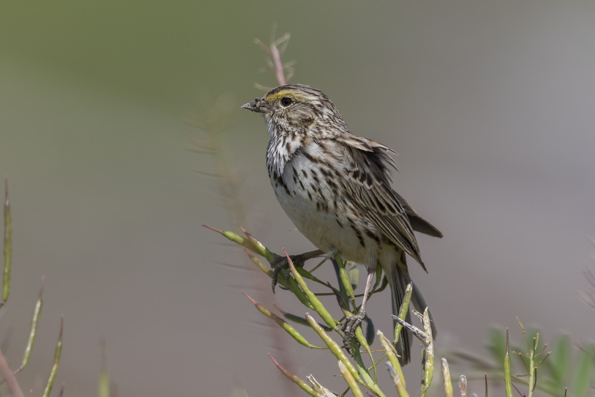 Savannah Sparrow - Anthony Gliozzo