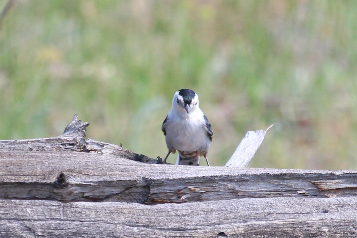 White-breasted Nuthatch - ML243411151