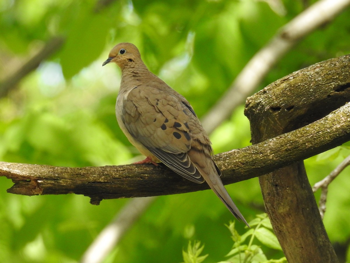 Mourning Dove - ML243411511