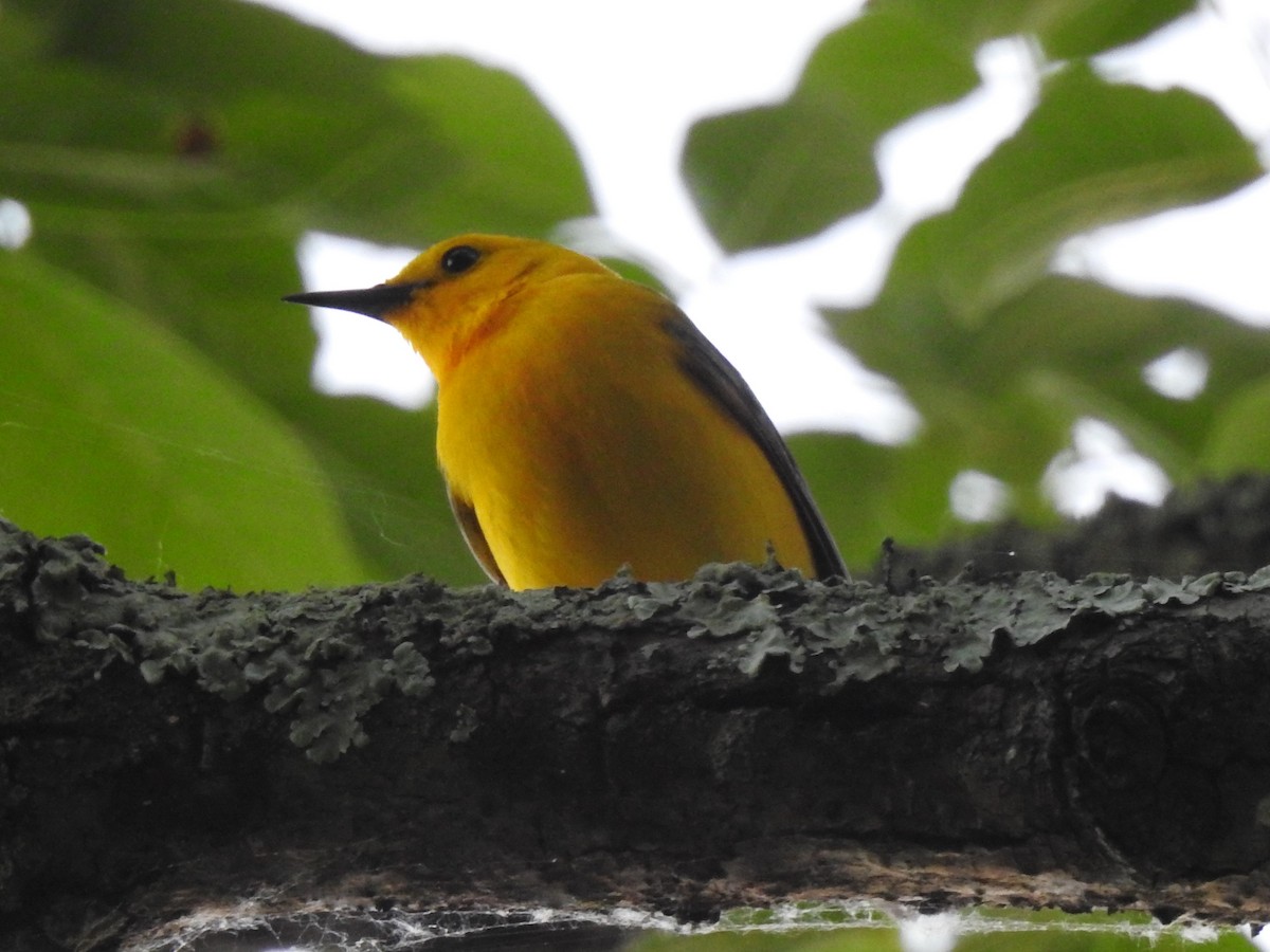 Prothonotary Warbler - ML243412031