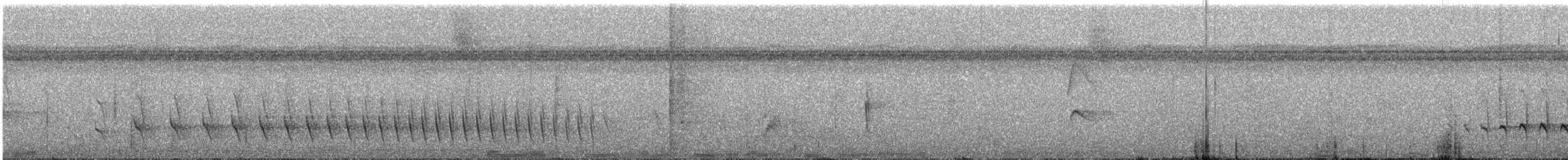 Spot-tailed Antwren - ML243412251