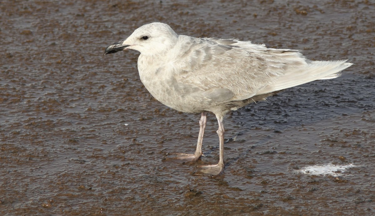 Glaucous-winged Gull - ML243413791