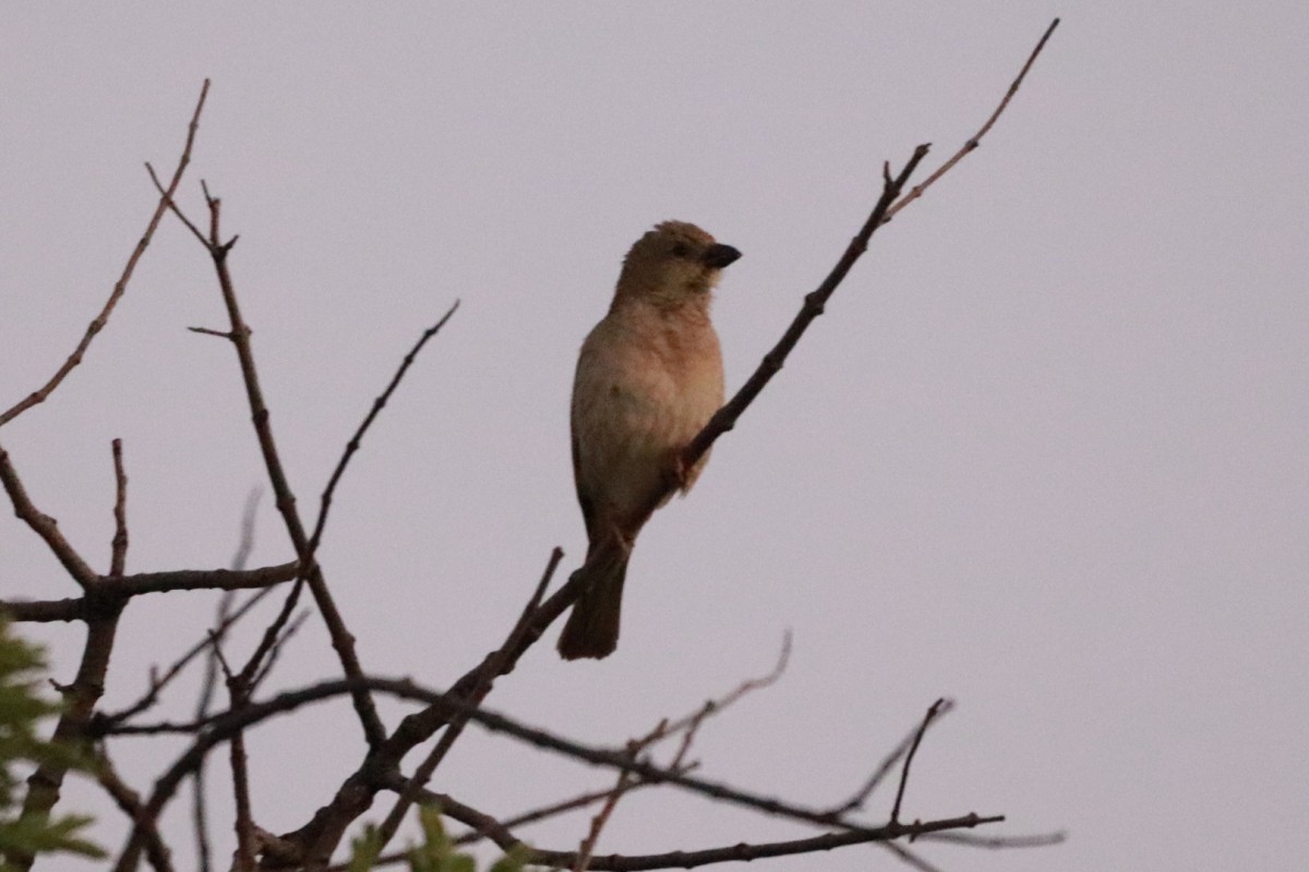 Southern Gray-headed Sparrow - ML243417291