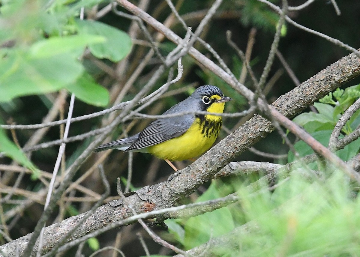 Canada Warbler - ML243418931