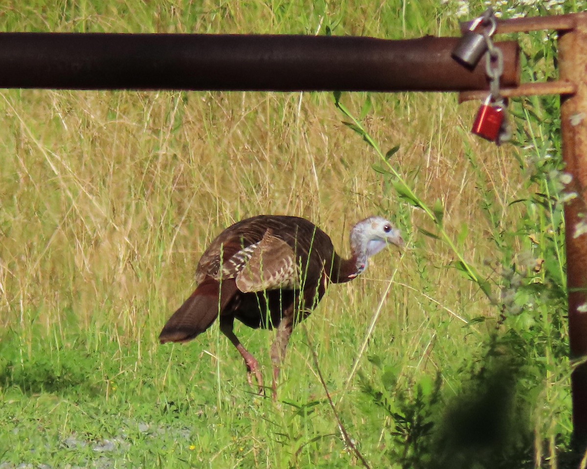 Wild Turkey - ML243419341