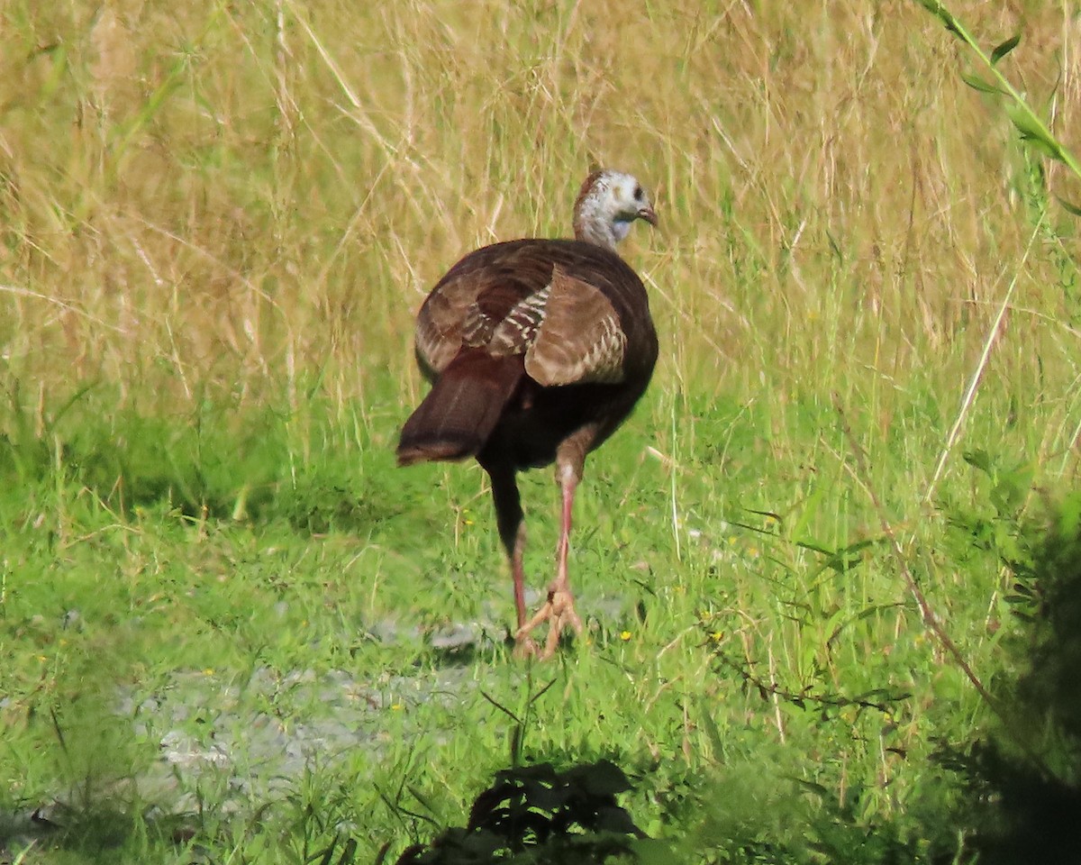 Wild Turkey - ML243419351