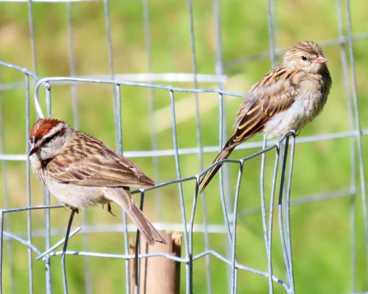 Chipping Sparrow - Karen Hogan