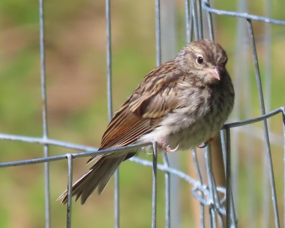 Chipping Sparrow - ML243419741