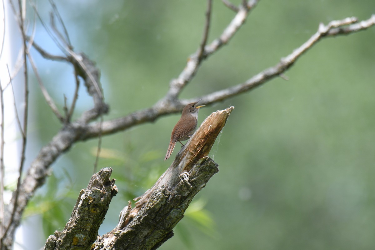 House Wren - ML243419931