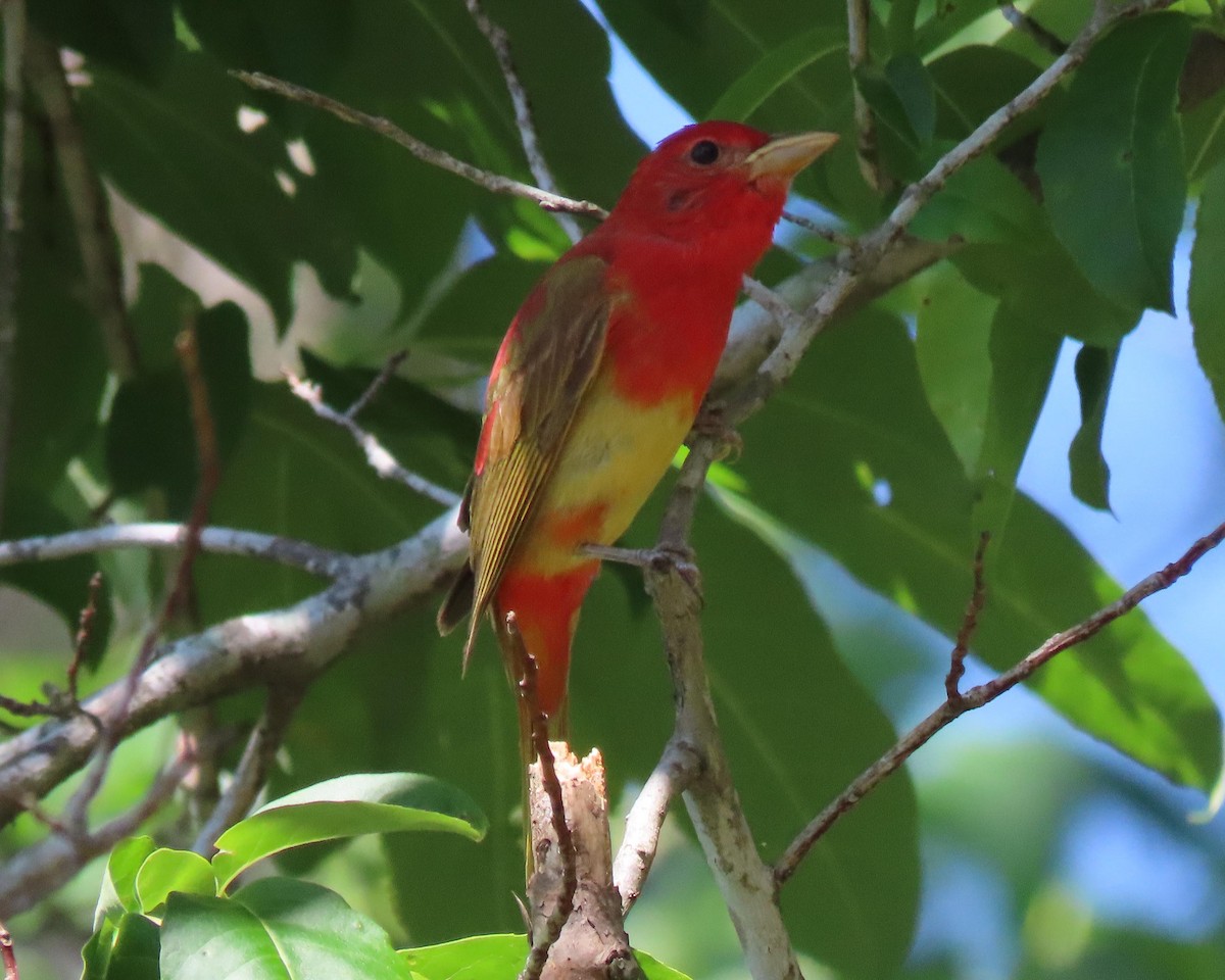 Summer Tanager - ML243420111