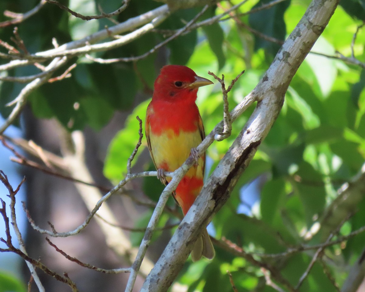 Summer Tanager - ML243420131