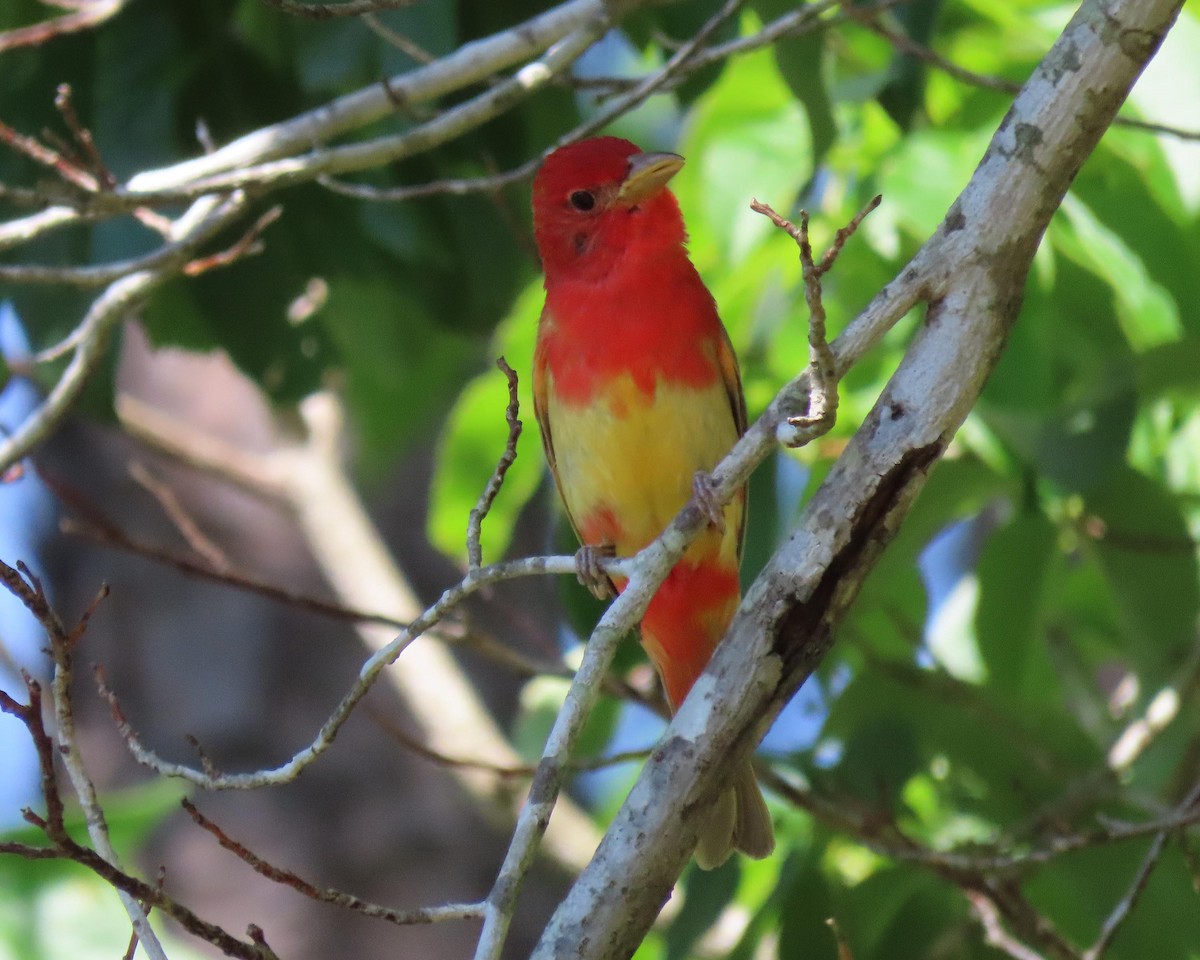 Summer Tanager - ML243420161