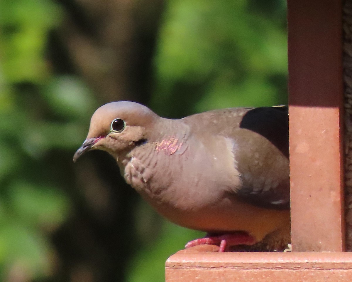 Mourning Dove - ML243420291