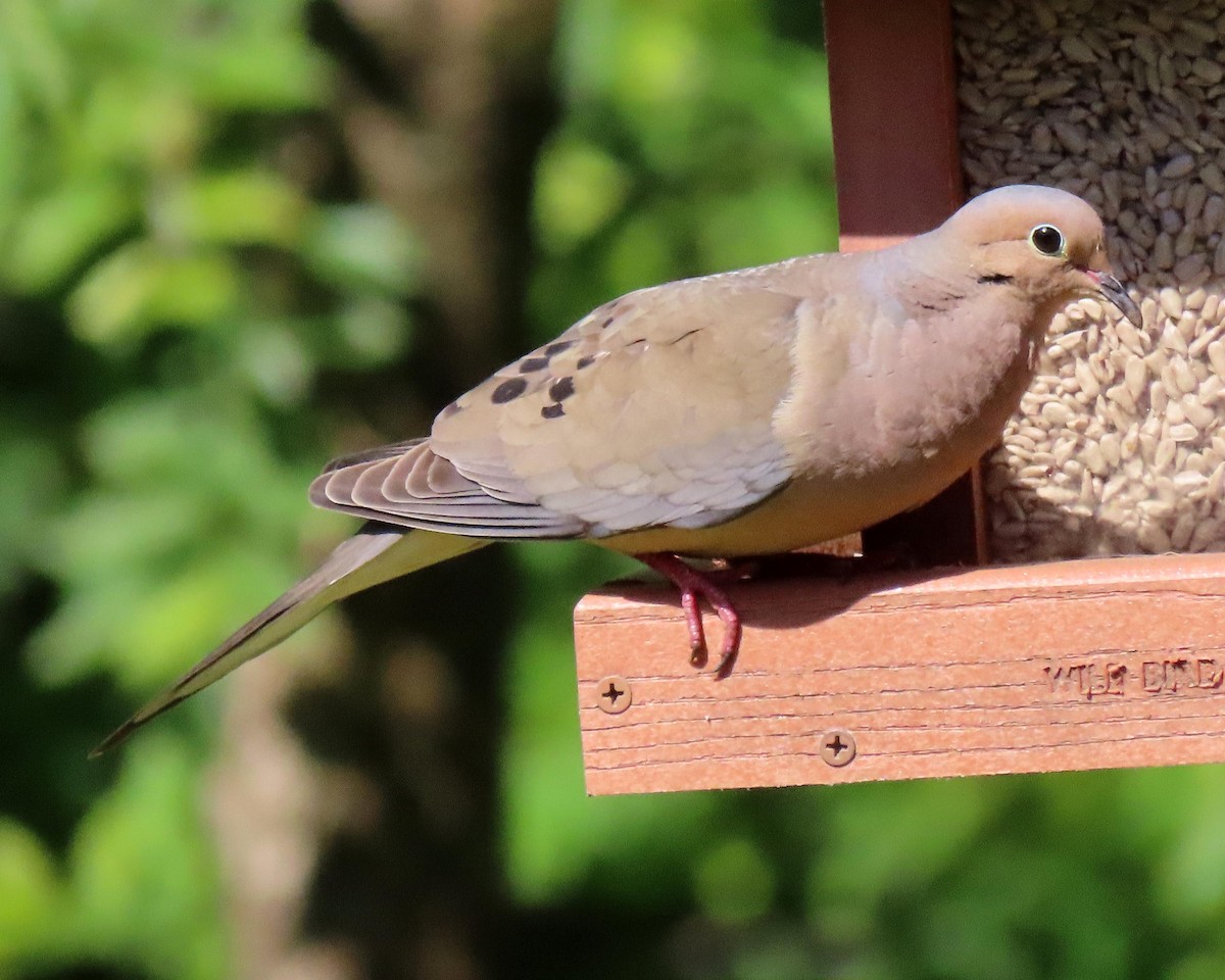 Mourning Dove - ML243420311