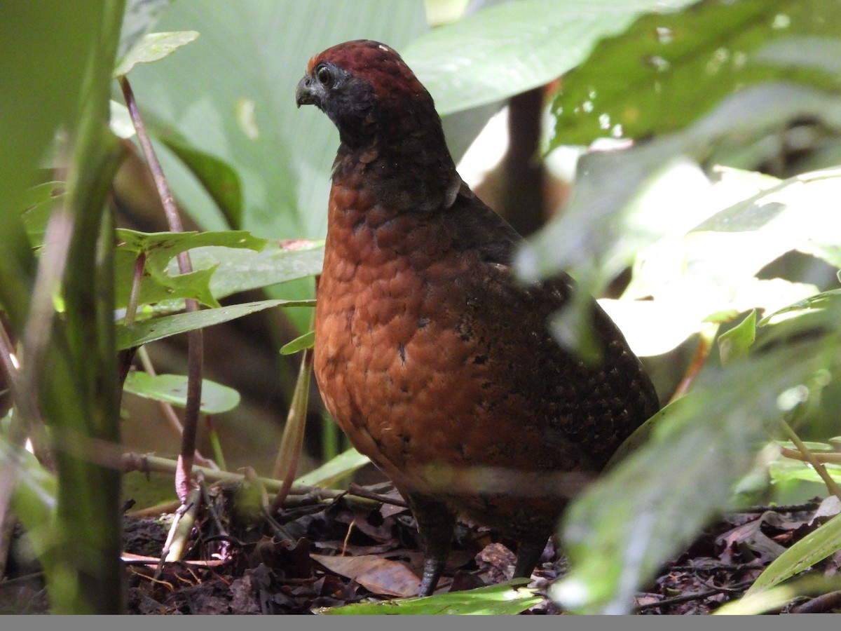 Black-eared Wood-Quail - ML243420371