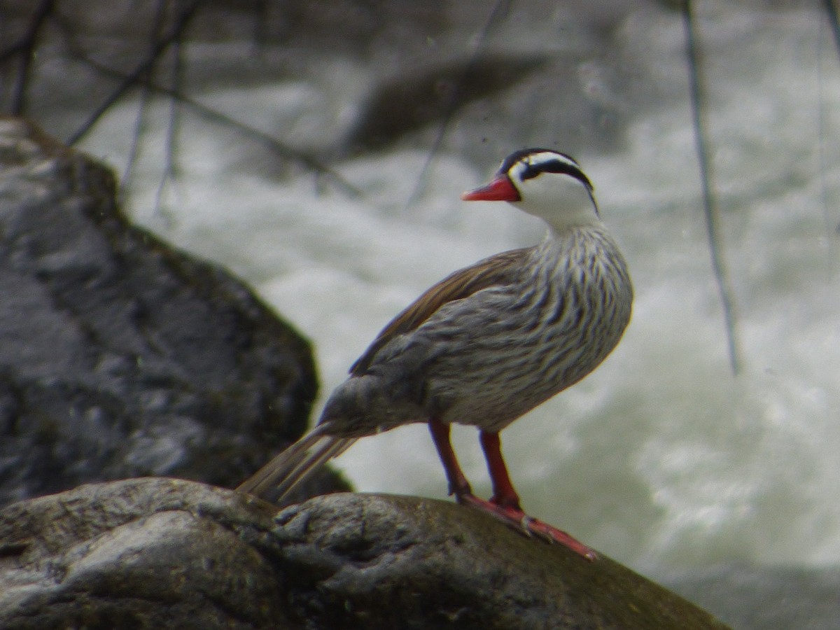 Torrent Duck - Aurelie Letort