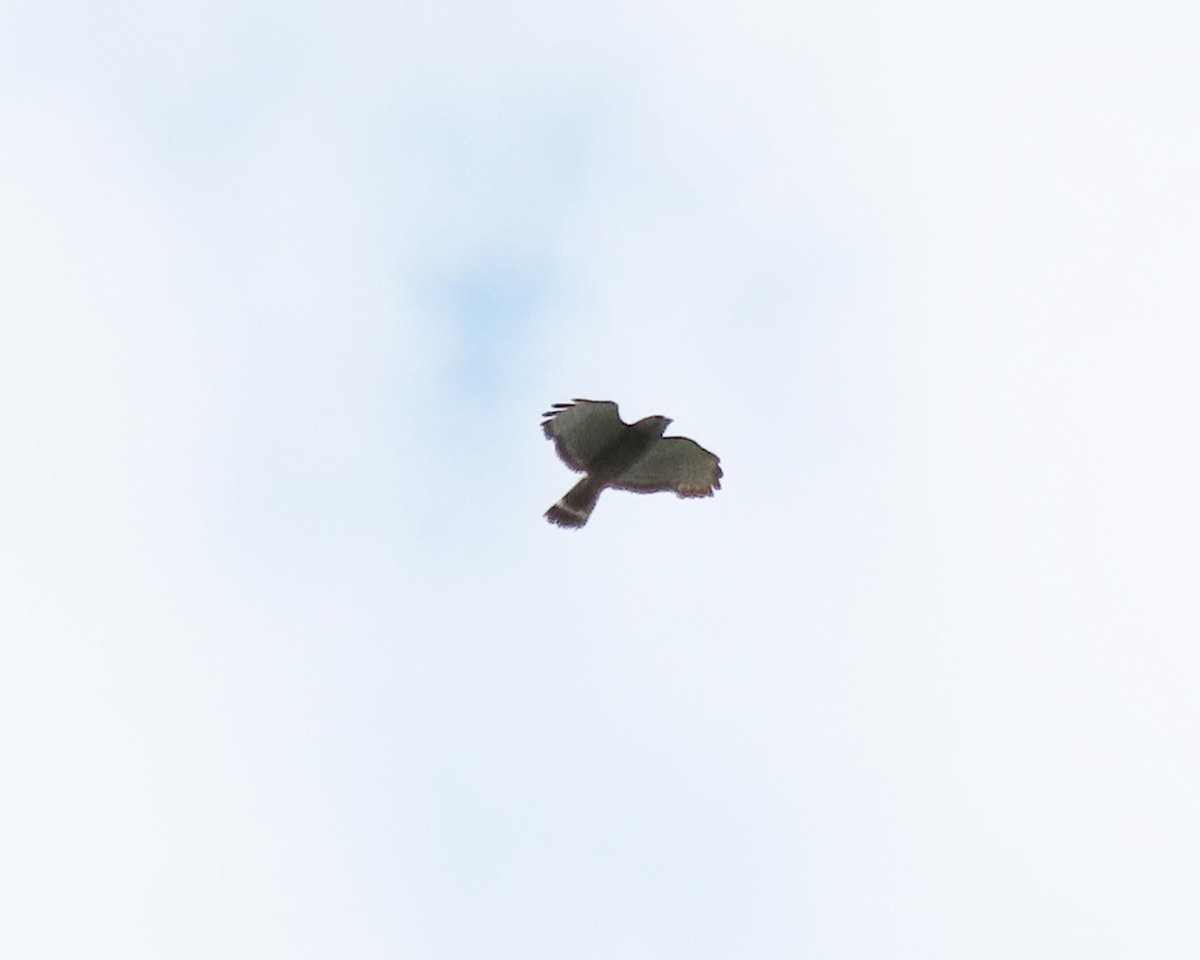 Broad-winged Hawk - ML243422271