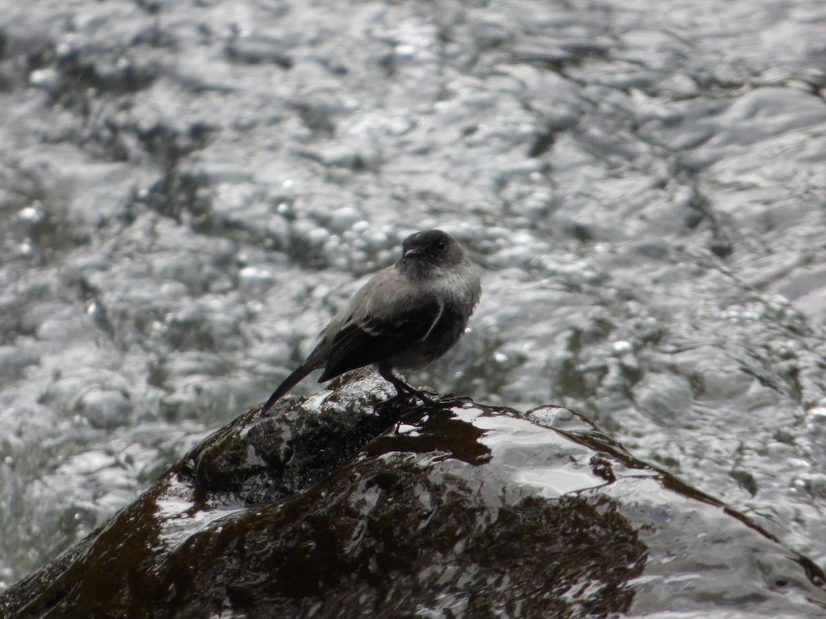 Torrent Tyrannulet - ML243422321