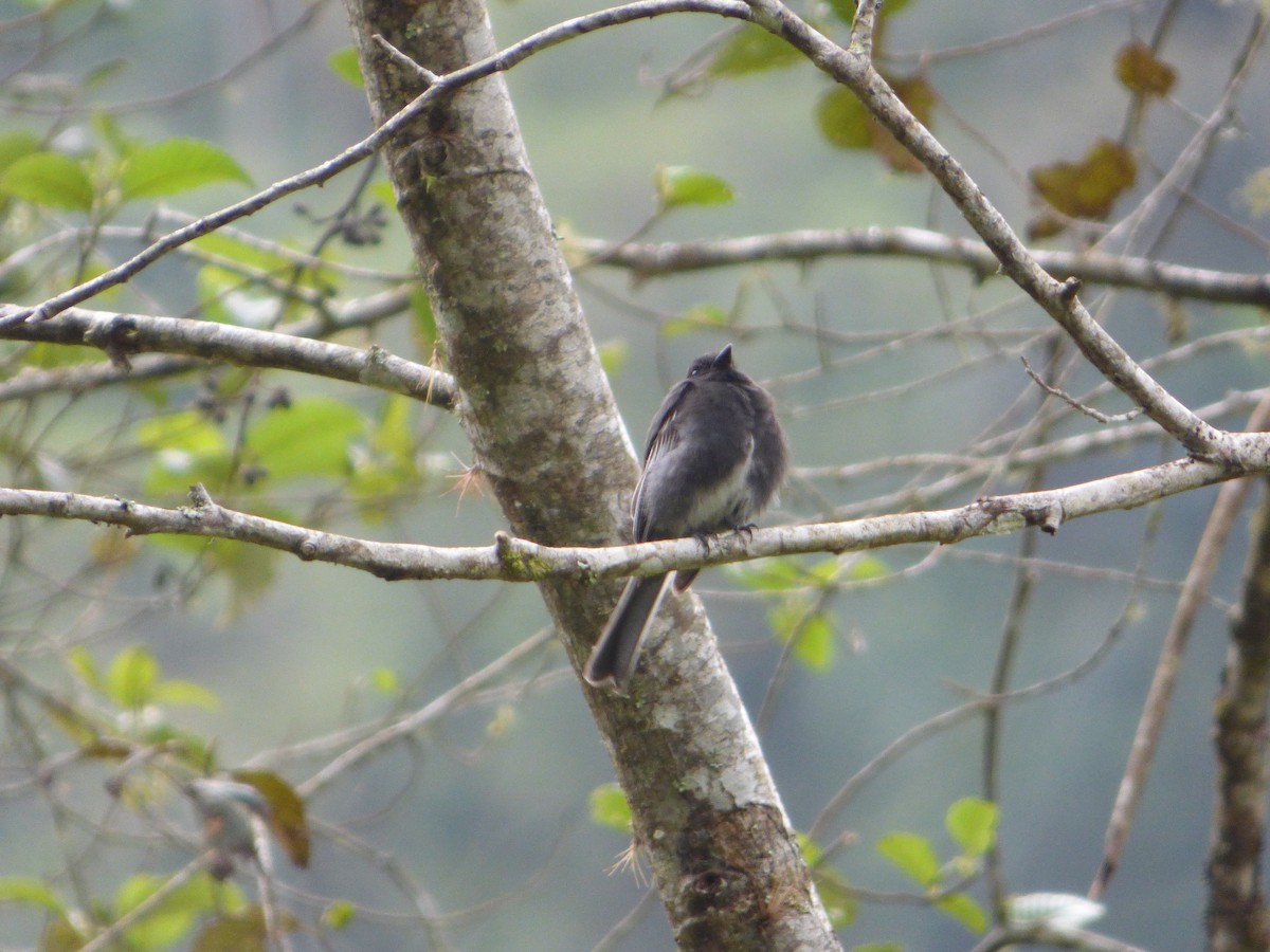 Black Phoebe - Aurelie Letort