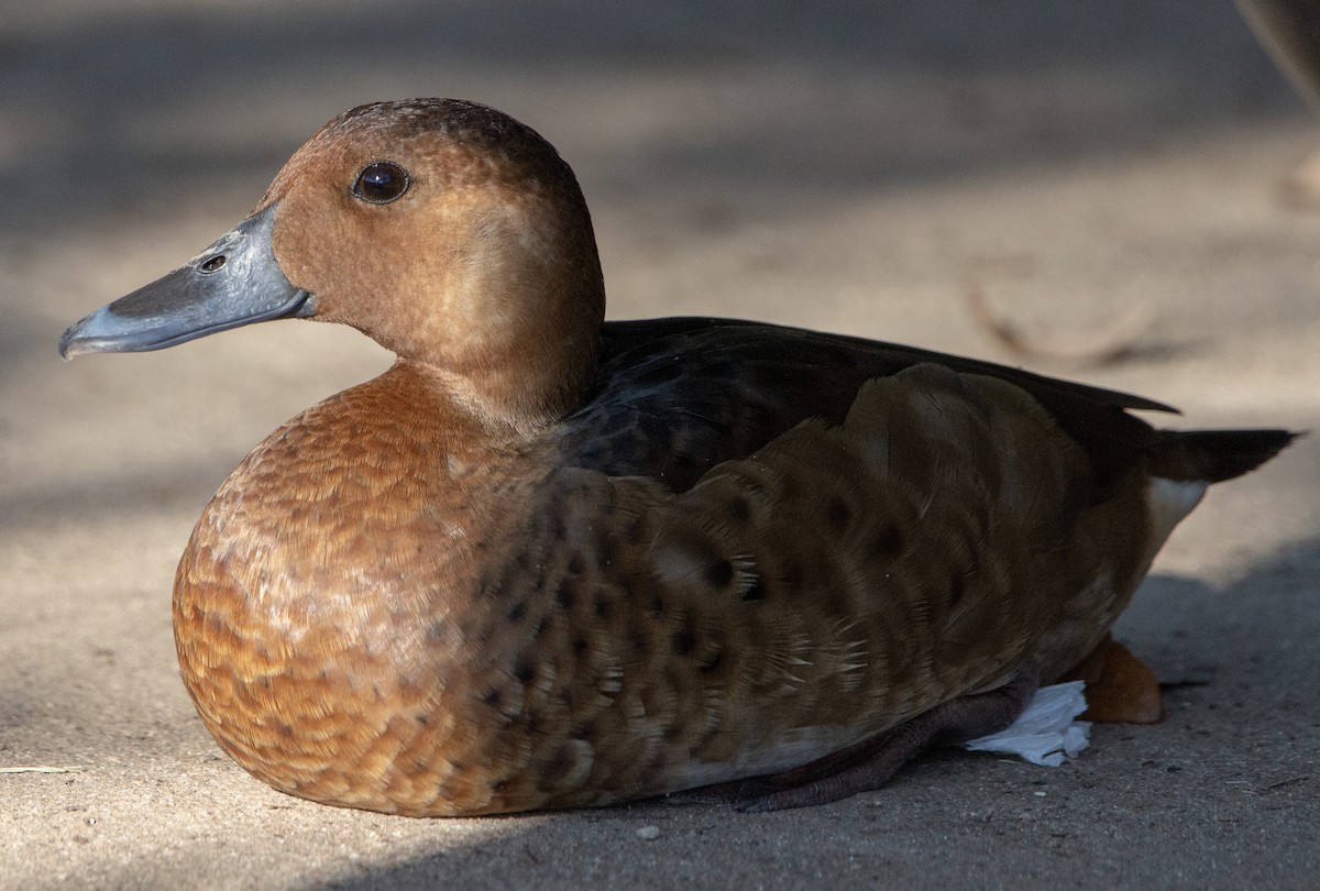Ferruginous Duck - Lesley Goodman