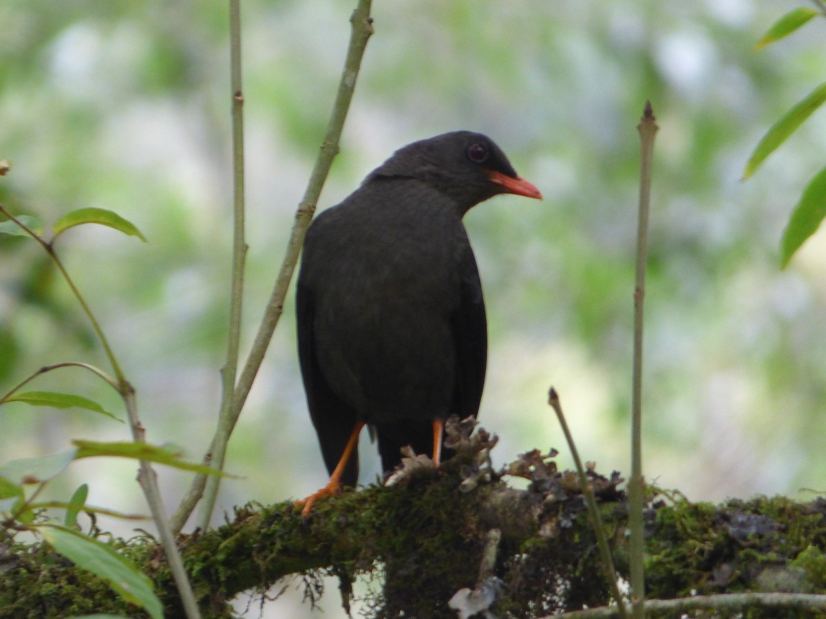 Great Thrush - ML243422741