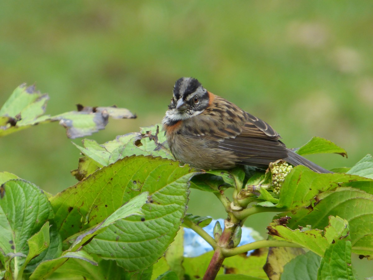 Rufous-collared Sparrow - Aurelie Letort