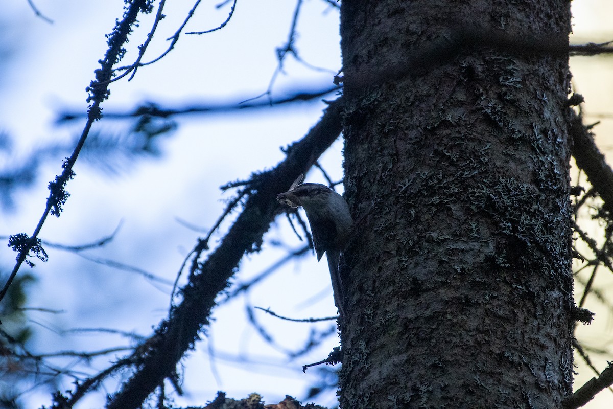 Brown Creeper - ML243424981