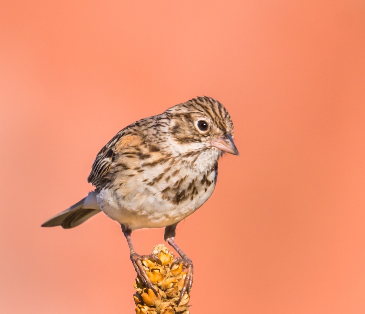 Vesper Sparrow - ML243425161