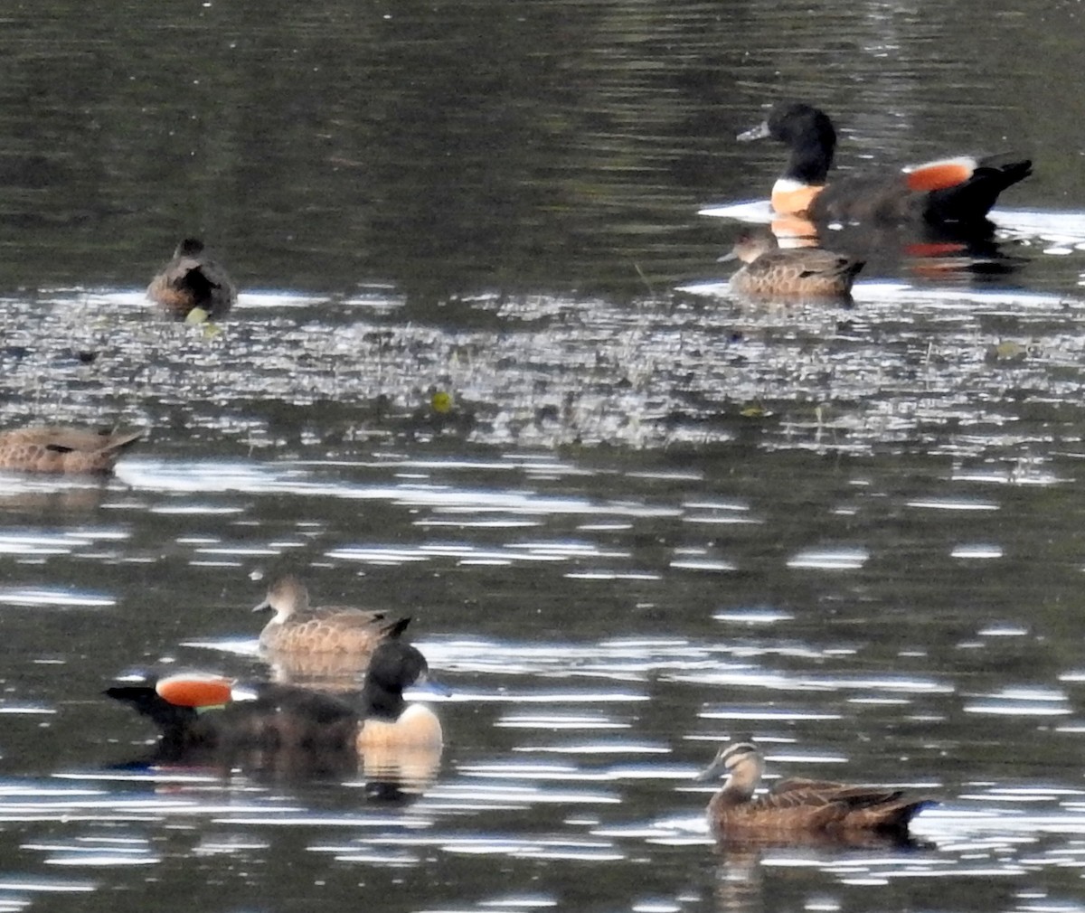 Australian Shelduck - ML243428101