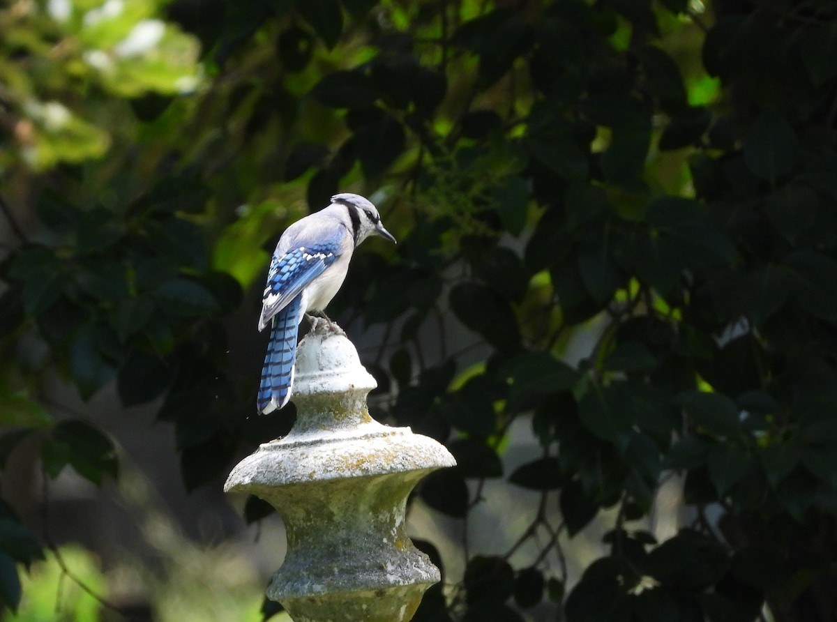 Blue Jay - ML243428461