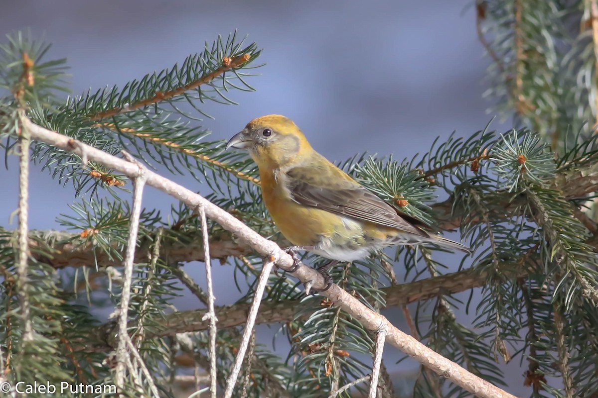 Red Crossbill - ML24342861