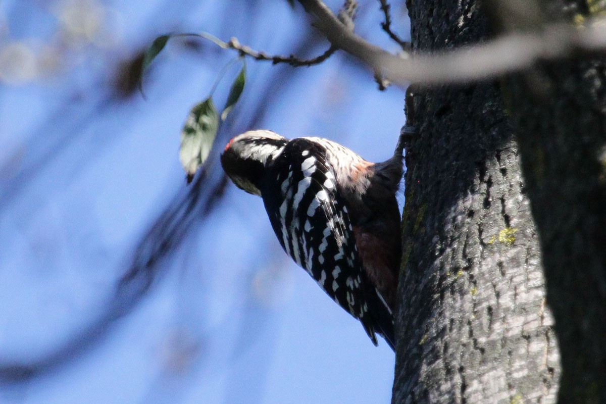 White-backed Woodpecker - ML24342901
