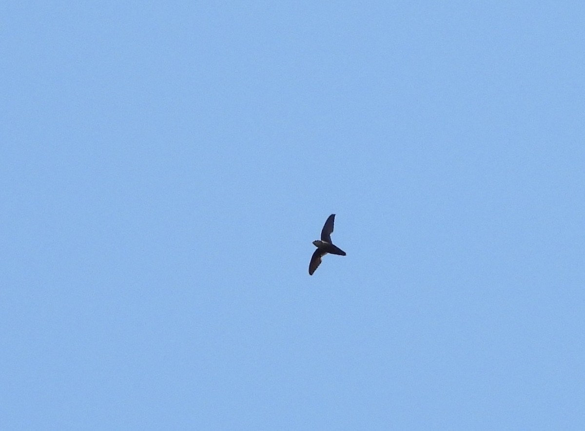 Chimney Swift - ML243429031