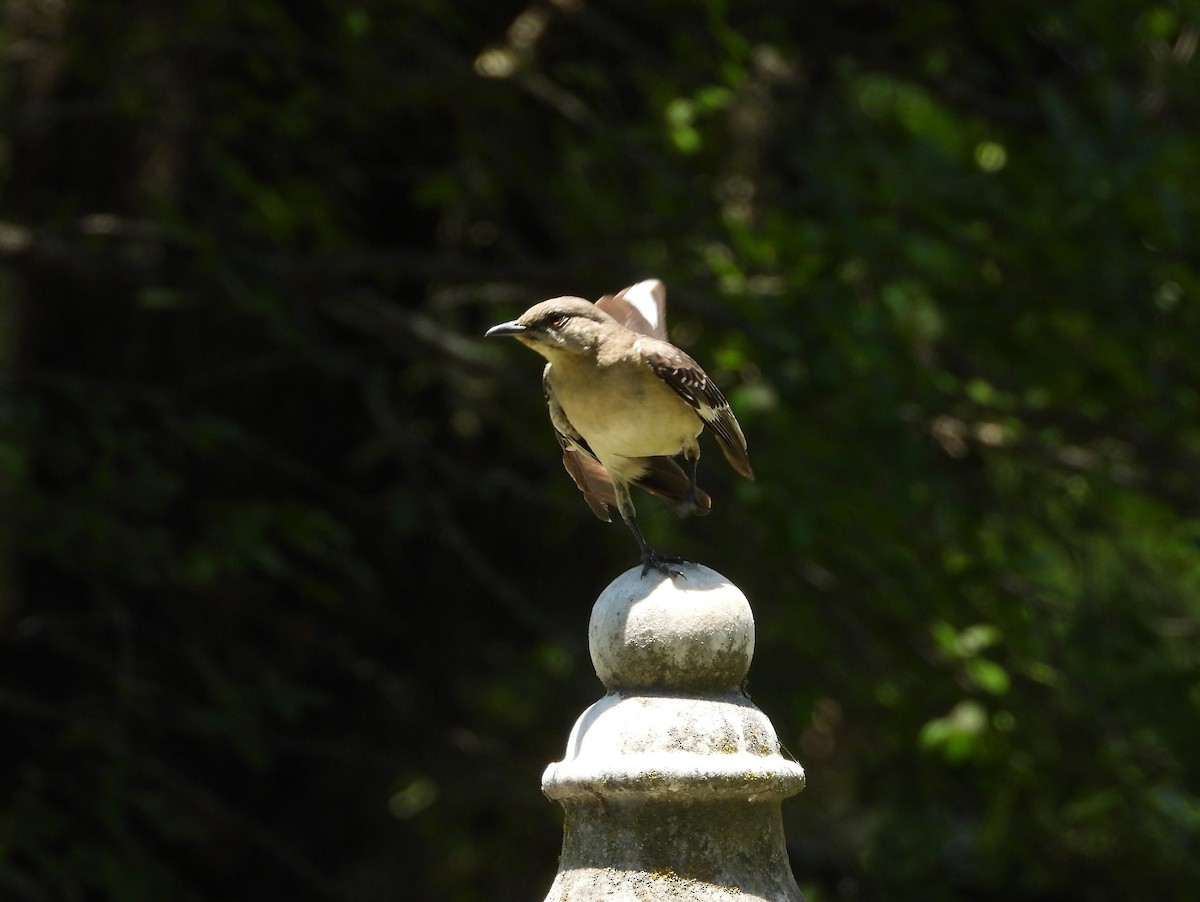 Northern Mockingbird - ML243429371