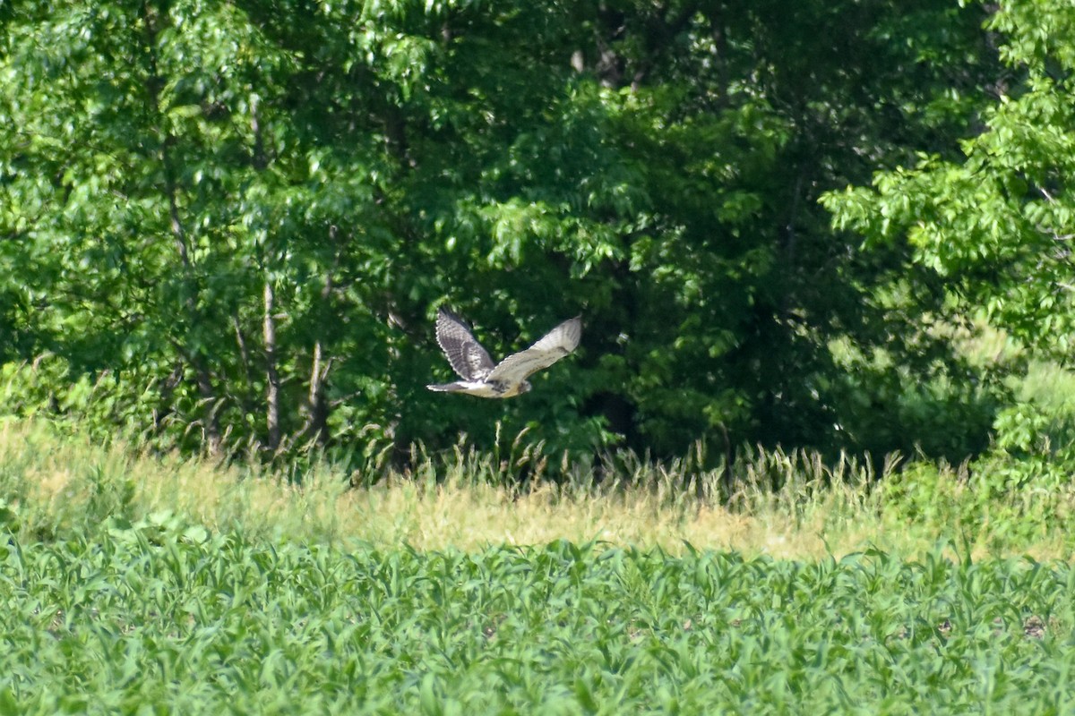 Red-tailed Hawk - ML243429821