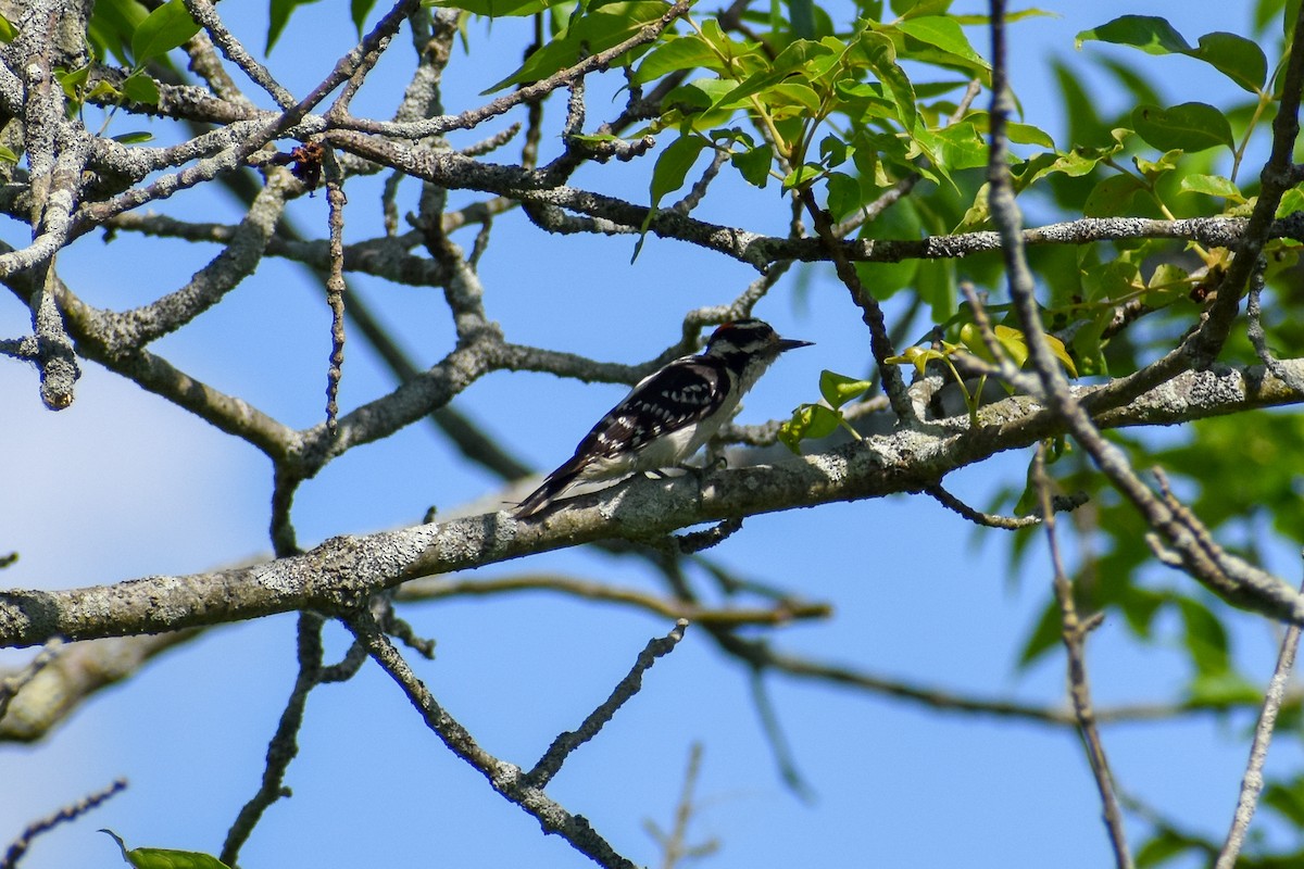 Hairy Woodpecker - ML243429841