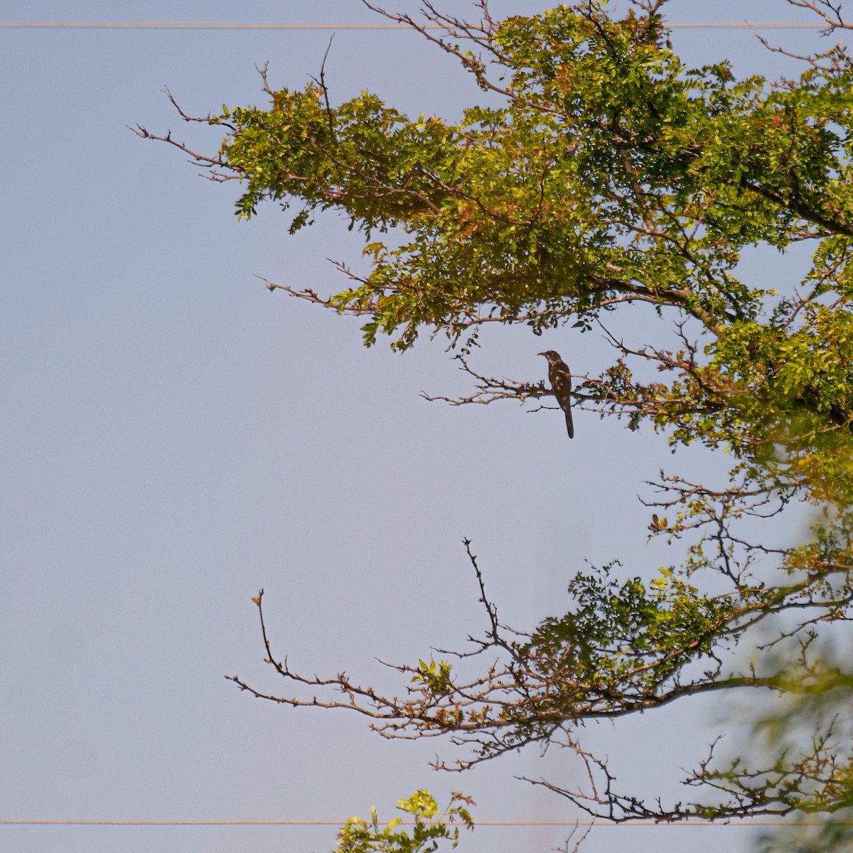 Yellow-billed Cuckoo - ML243429851