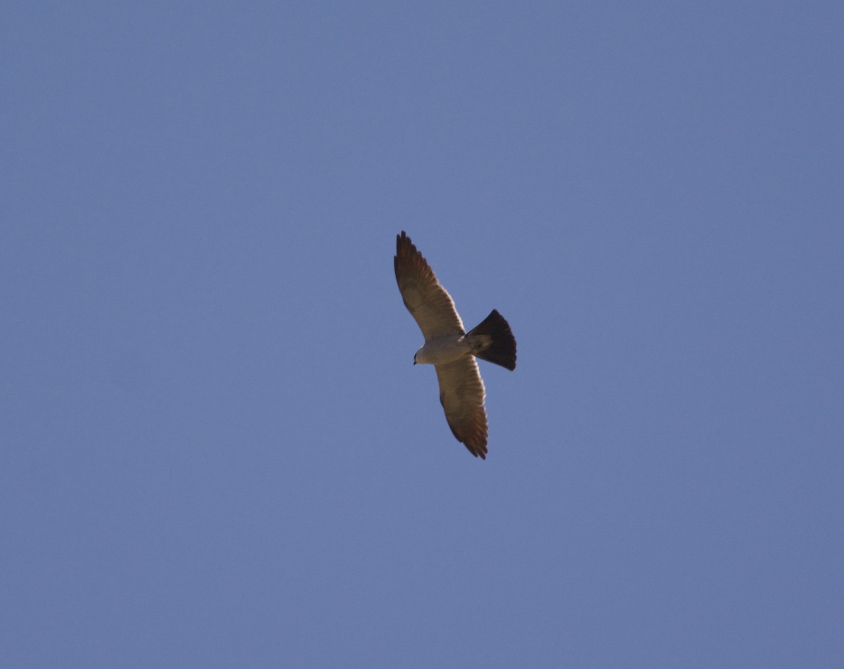 Mississippi Kite - ML243429891