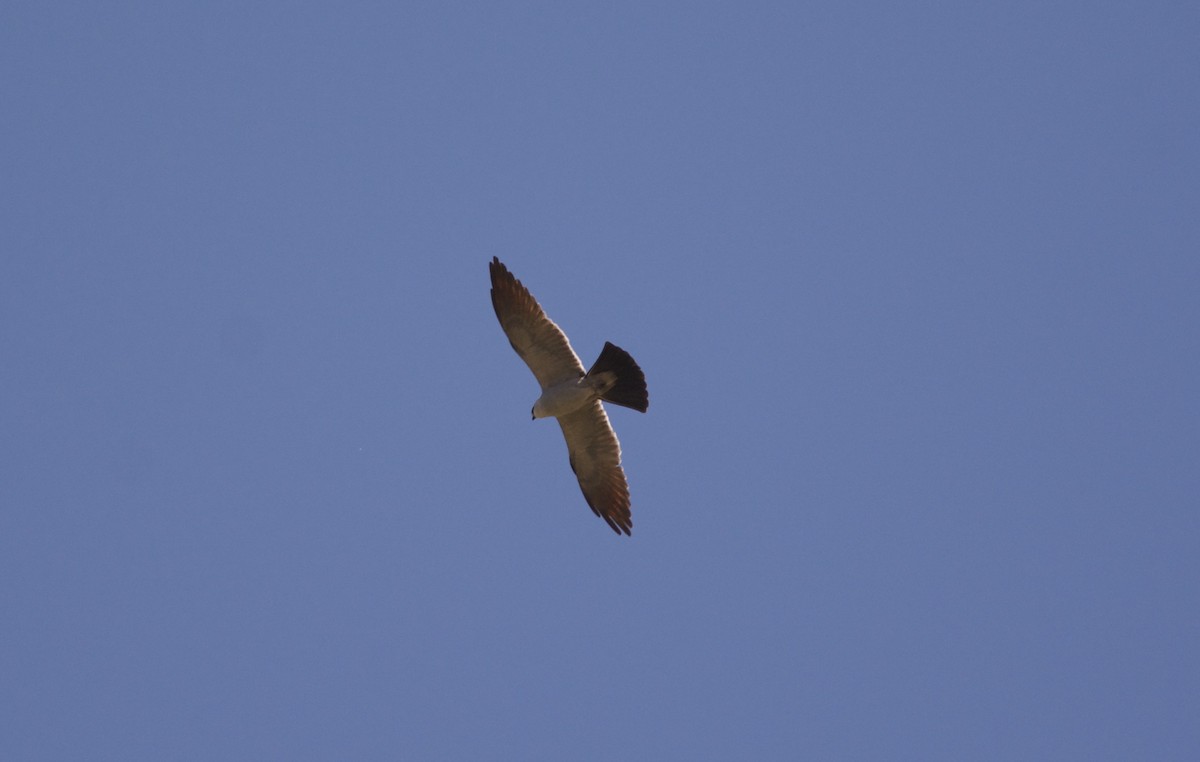 Mississippi Kite - ML243429911